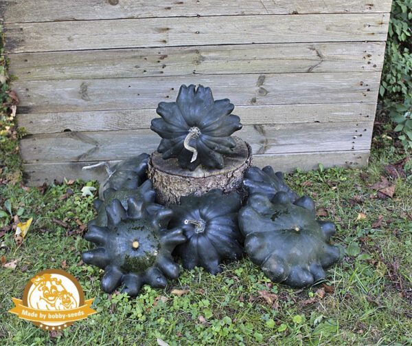 Cucurbita pepo Skat F1