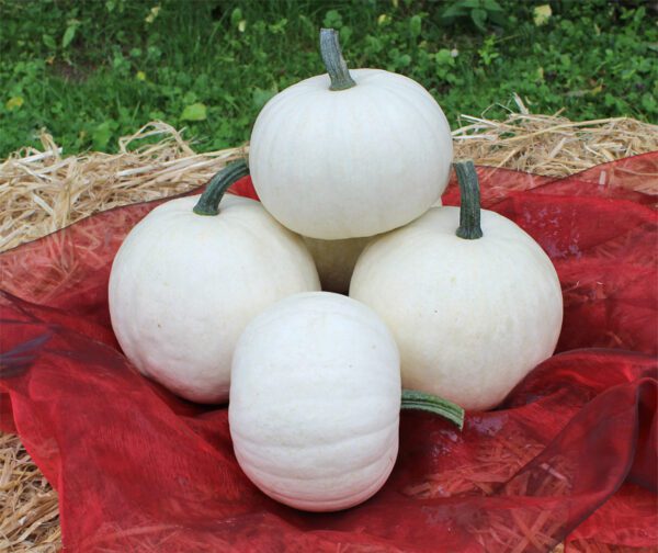 Cucurbita pepo Snowball F1 1