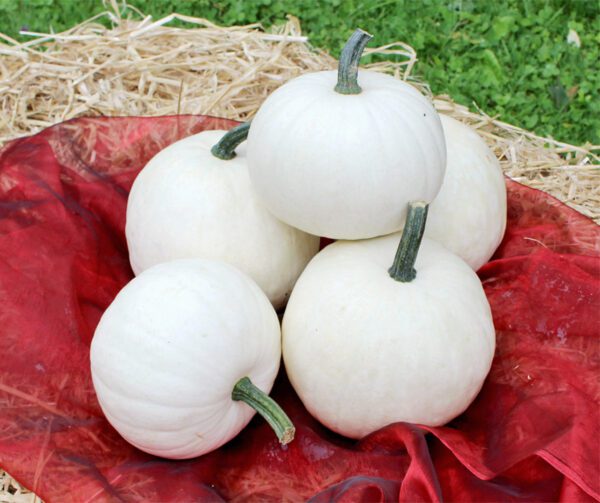 Cucurbita pepo Snowball F1