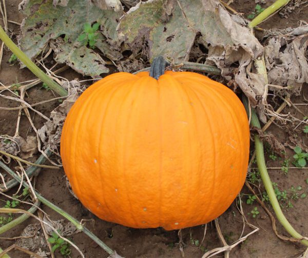 Cucurbita pepo Spookie 1