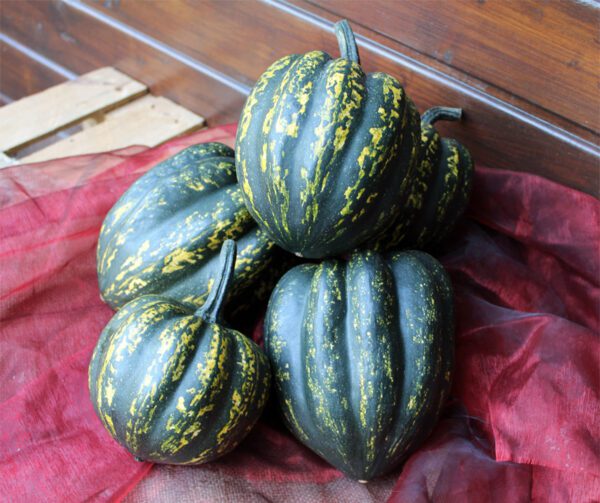 Cucurbita pepo Starry Night F1 PMT 1