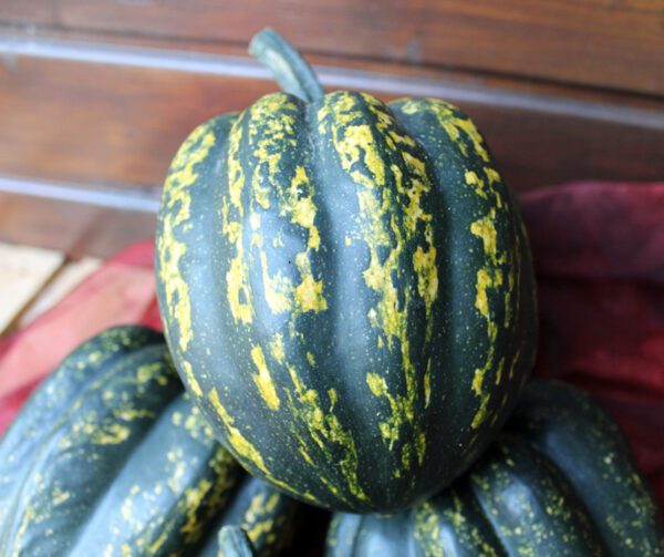 Cucurbita pepo Starry Night F1 PMT 2