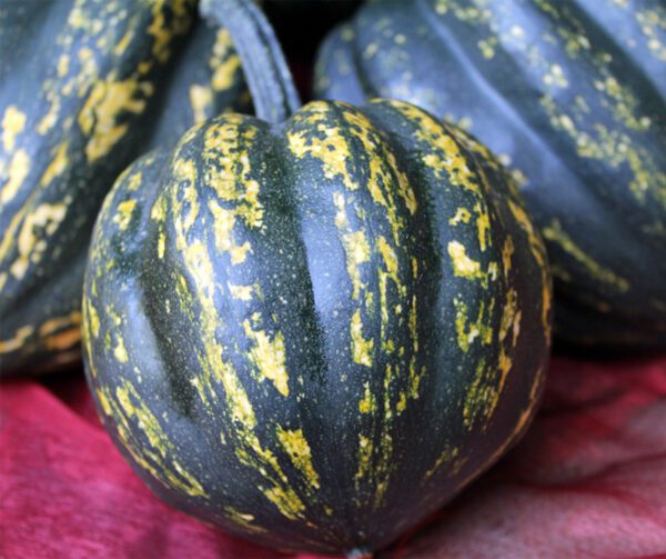 Cucurbita pepo Starry Night F1 PMT