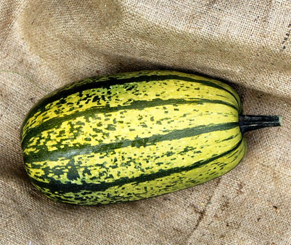 Cucurbita pepo Stripetti F1 2