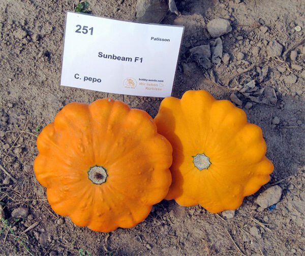 Cucurbita pepo Sunbeam F1