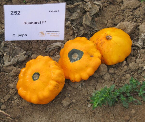 Cucurbita pepo Sunburst F1 1