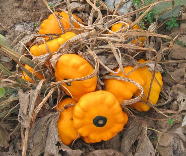 Cucurbita pepo Sunburst F1