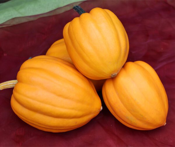 Cucurbita pepo Table Gold