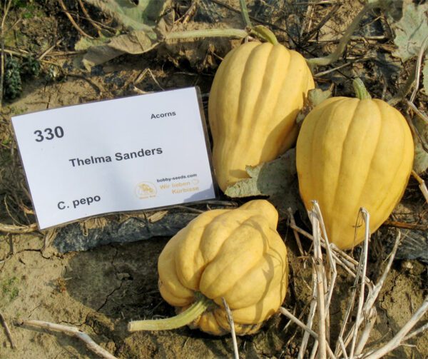 Cucurbita pepo Thelma Sanders