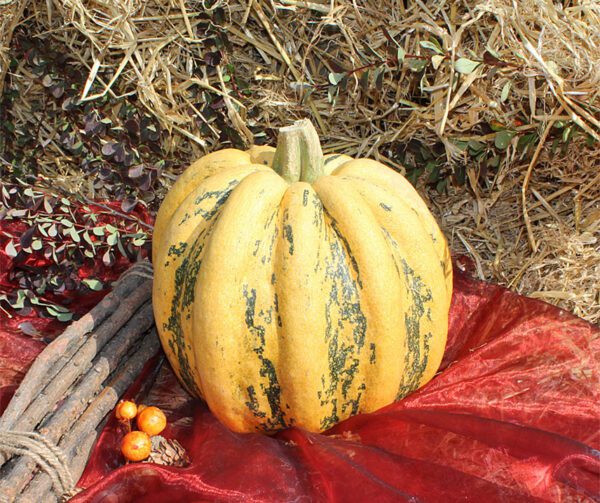 Cucurbita pepo Tondo Padana