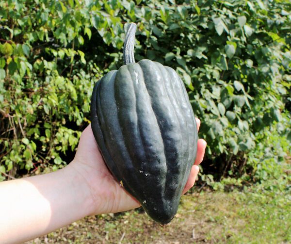 Cucurbita pepo Tuffy 1