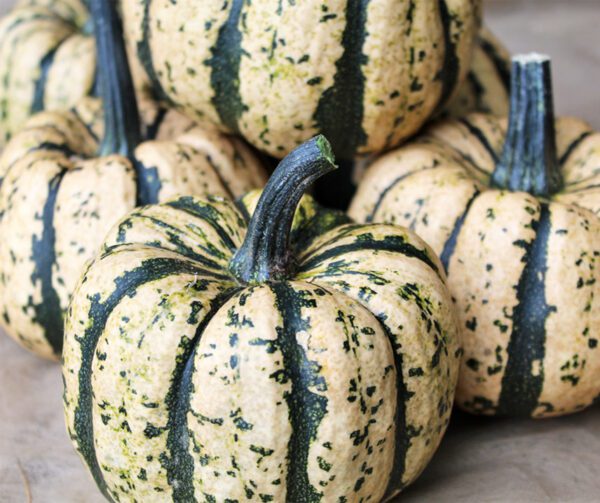 Cucurbita pepo Ugly Dumpling F1 1