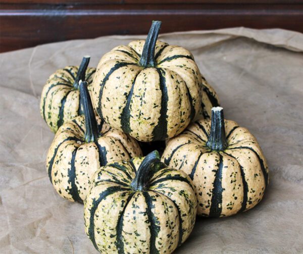 Cucurbita pepo Ugly Dumpling F1 2