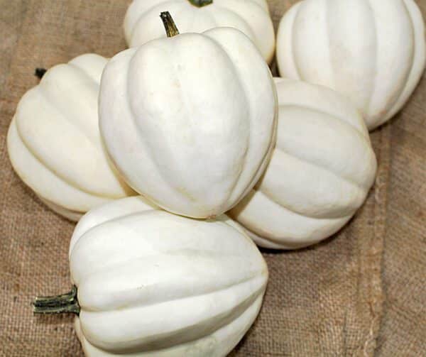 Cucurbita pepo White Pearl 2