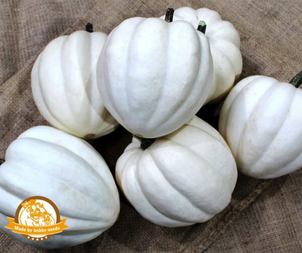 Cucurbita pepo White Pearl