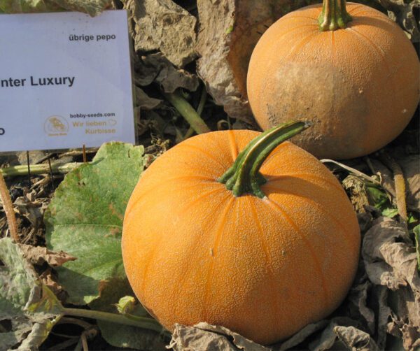 Cucurbita pepo Winter Luxury 1