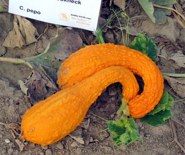 Cucurbita pepo Yellow Crookneck