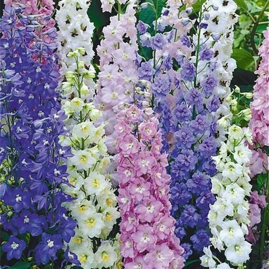 Delphinium elatum Magic Fountains mixture 12