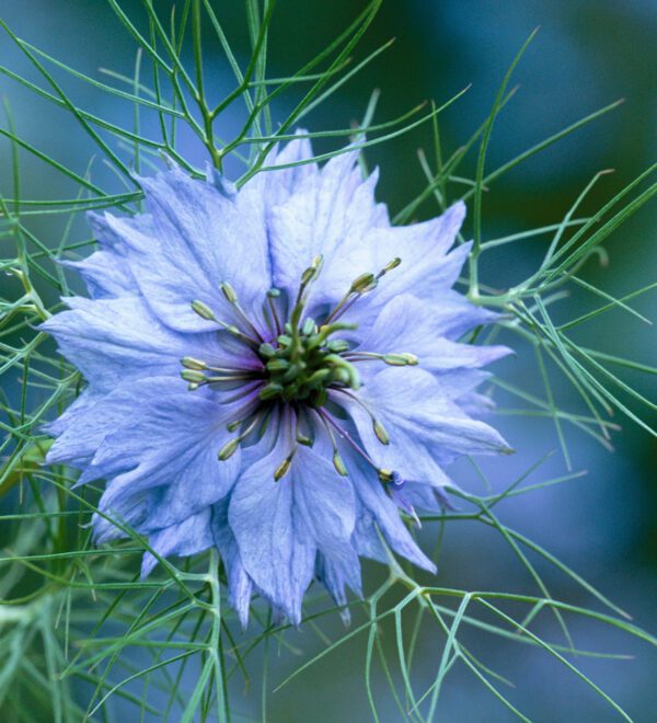 Nigella damascena Miss Jekyll Sky Blue