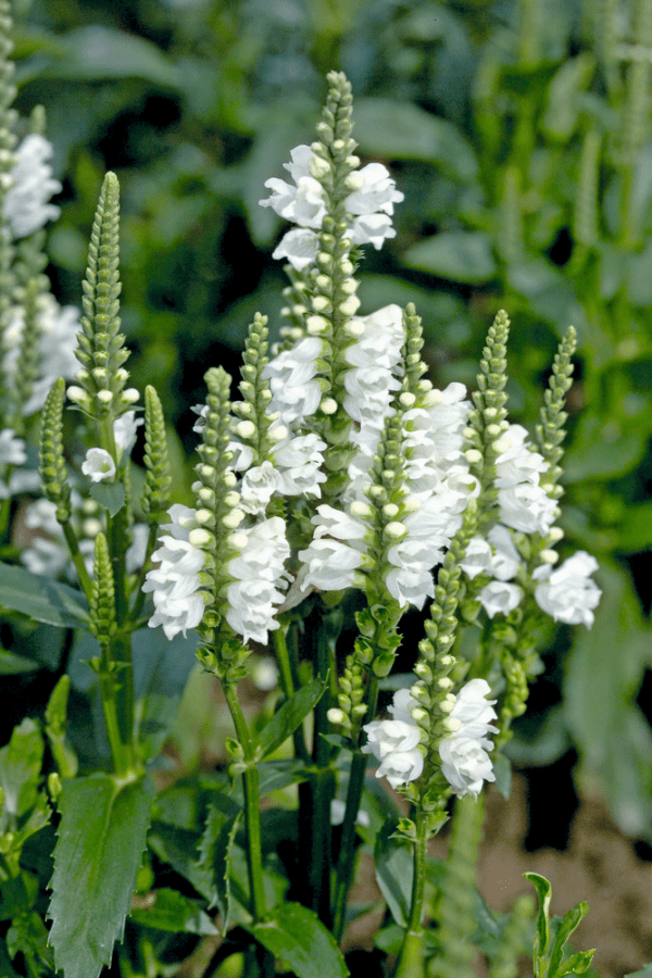 Physostegia virginiana Crystal Peak - Image 2