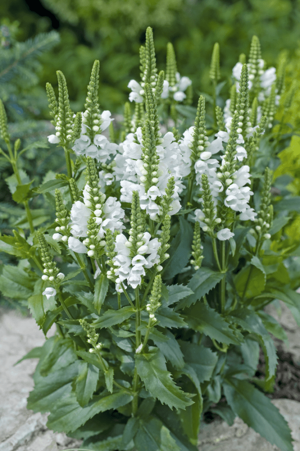 Physostegia virginiana Crystal Peak - Image 5