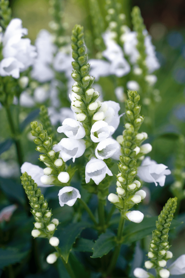 Physostegia virginiana Crystal Peak - Image 3