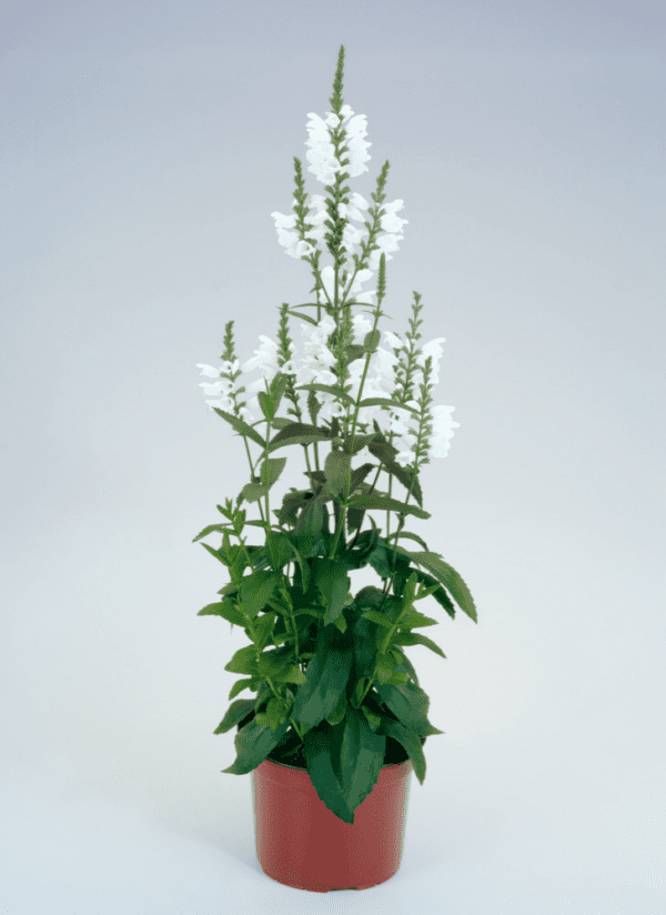 Physostegia virginiana Crystal Peak - Image 4