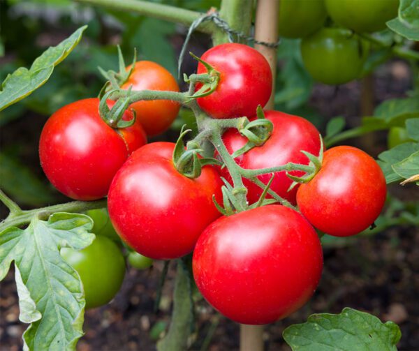 Tomato Ailsa Craig