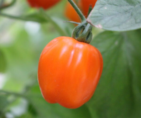 Tomato Appleberry Orange PhR F1 1