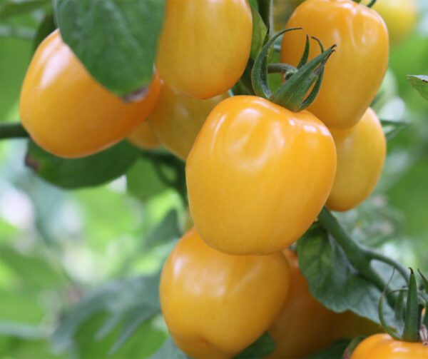 Tomato Appleberry Yellow PhR F1 1