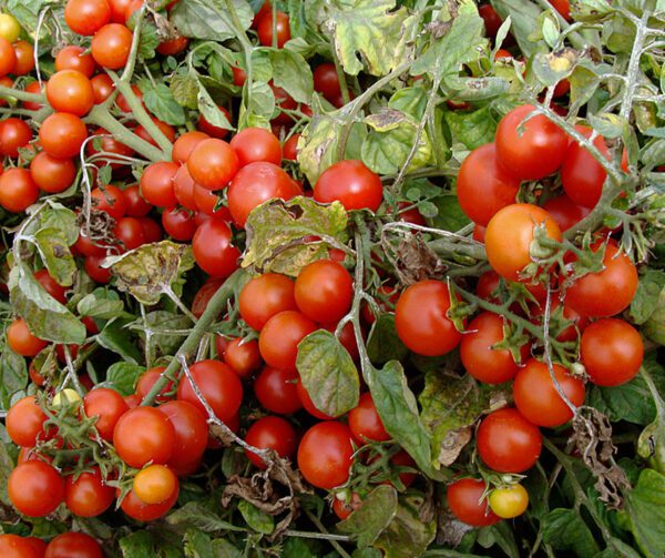 Tomato Bajaja