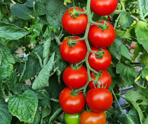 Tomato Bauna PhR F1