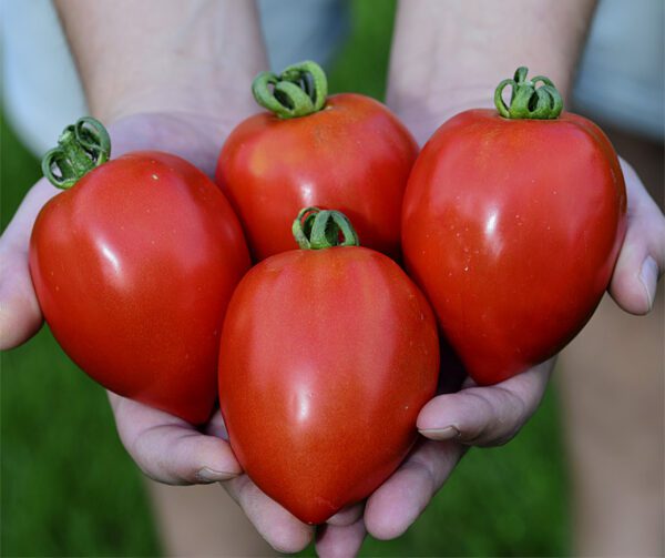 Tomato Big Mama F1