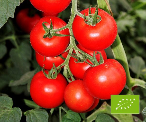 Tomato Bolstar Granda BIO