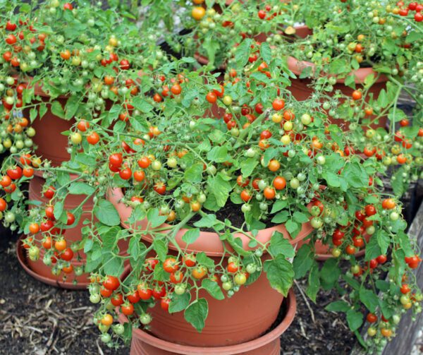 Tomato Cherry Cascade 2