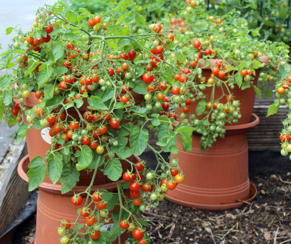 Tomato Cherry Cascade 3