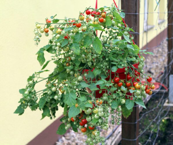 Tomato Cherry Cascade