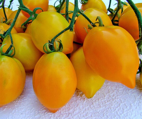 Tomato Citrina