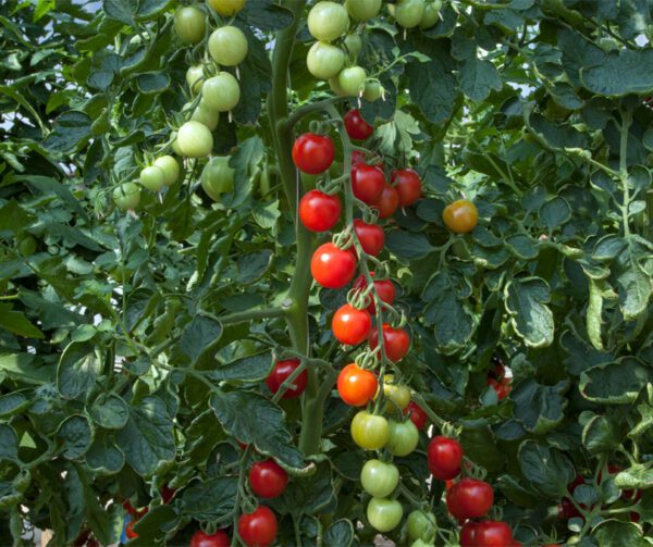 Tomato Consuelo PhR F1 1