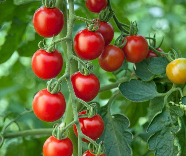 Tomato Consuelo PhR F1 2