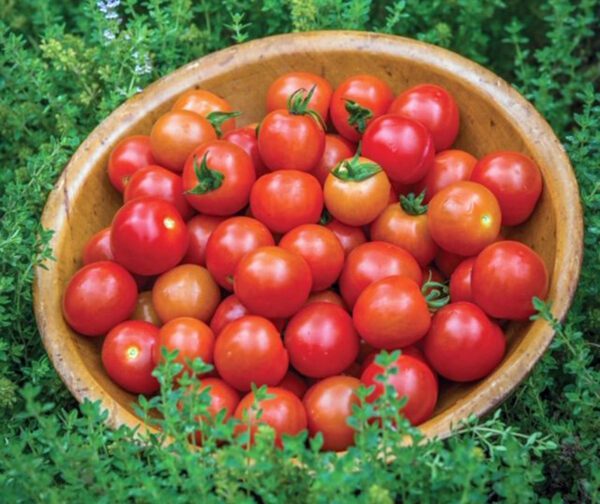 Tomato Consuelo PhR F1