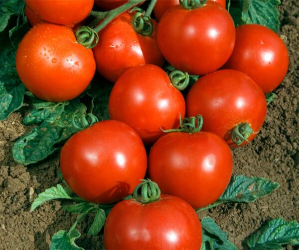 Tomato Cristal PhR F1 1