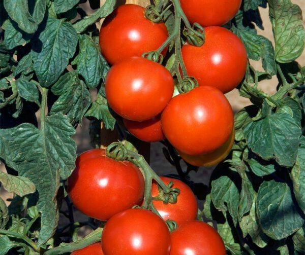 Tomato Cristal PhR F1