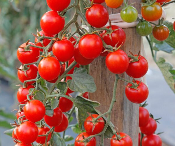 Tomato Crokini PhR F1 1