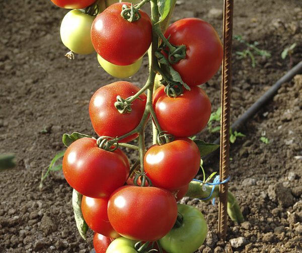 Tomato Dafne F1