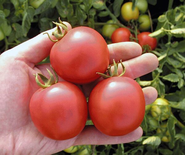 Tomato Darinka F1