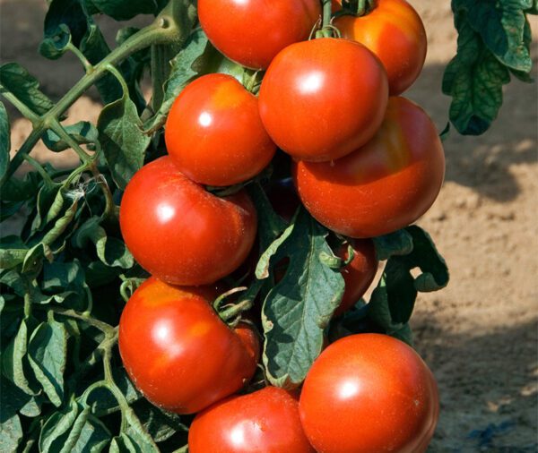 Tomato Fandango PhR F1 1