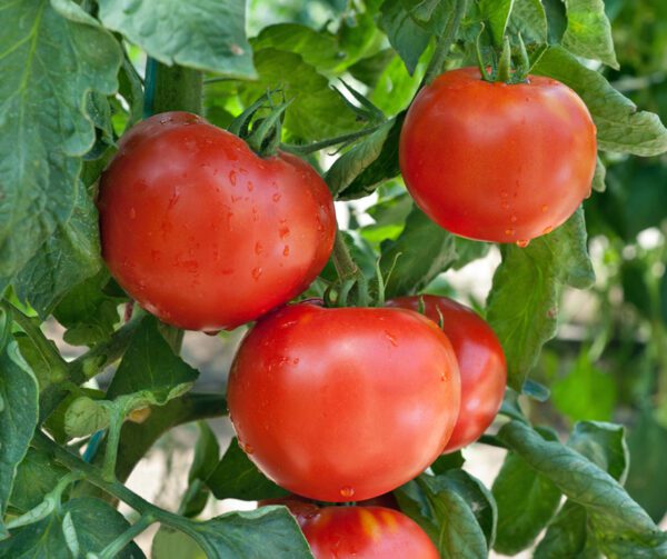 Tomato Fantasio PhR F1