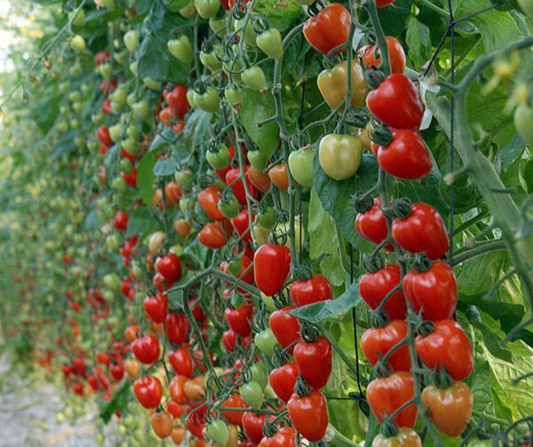 Tomato Gardenberry Tomatoberry Garden F1 1