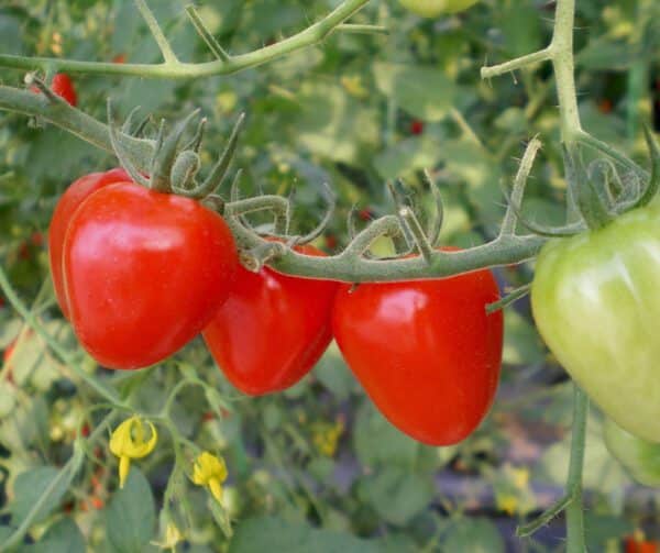 Tomato Gardenberry Tomatoberry Garden F1